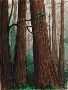 Worthey: 'Redwoods in the Fog'